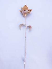Annansilmat-aitta(アンナンシルマット-アイッタ)/白樺のバラ